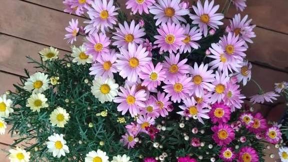 玛格丽特,堪比开花机器,花好看,还比吊兰好养,新手也无压力2