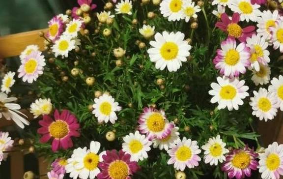 玛格丽特,堪比开花机器,花好看,还比吊兰好养,新手也无压力3