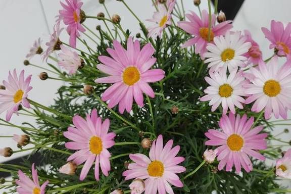 玛格丽特,堪比开花机器,花好看,还比吊兰好养,新手也无压力5