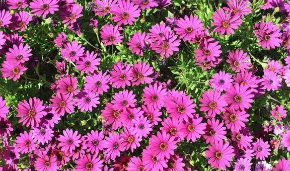 玛格丽特,堪比开花机器,花好看,还比吊兰好养,新手也无压力6