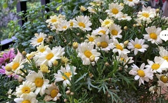 玛格丽特,堪比开花机器,花好看,还比吊兰好养,新手也无压力7
