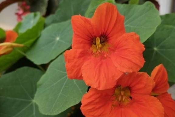 春天的阳台养一盆它,叶子和花观赏性都不错,圆圆的叶子萌萌哒1