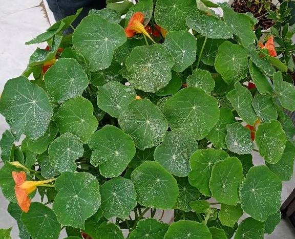 春天的阳台养一盆它,叶子和花观赏性都不错,圆圆的叶子萌萌哒2