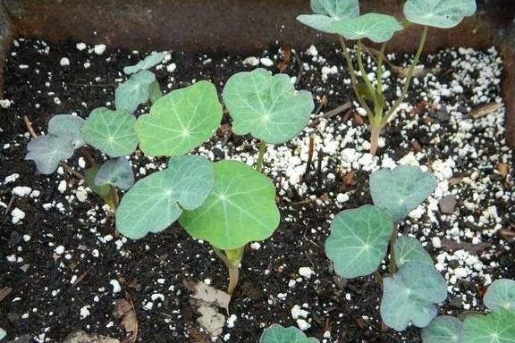 春天的阳台养一盆它,叶子和花观赏性都不错,圆圆的叶子萌萌哒3