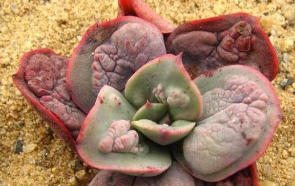 多肉狂野男爵和全疣石莲有啥区别？其实主要就是疣突大小不同而已4