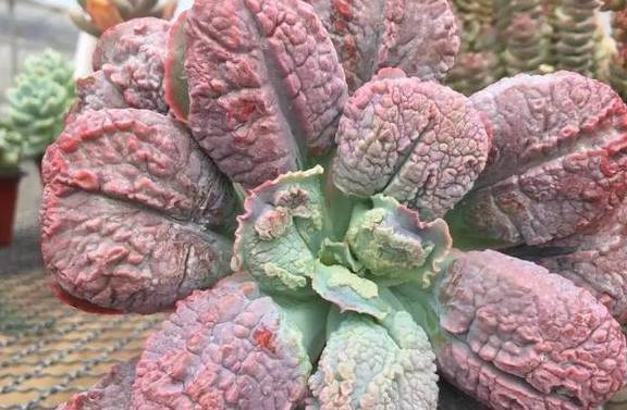 多肉狂野男爵和全疣石莲有啥区别？其实主要就是疣突大小不同而已5