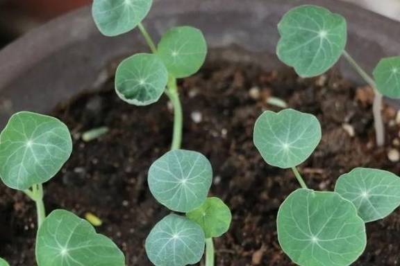 春天的阳台养一盆它,叶子和花观赏性都不错,圆圆的叶子萌萌哒4