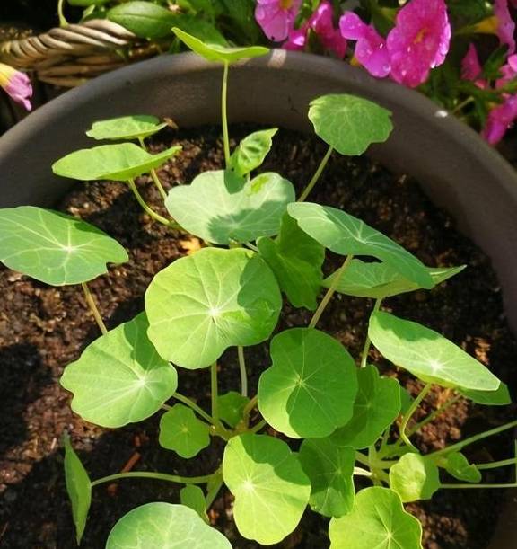 春天的阳台养一盆它,叶子和花观赏性都不错,圆圆的叶子萌萌哒5