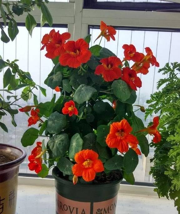 春天的阳台养一盆它,叶子和花观赏性都不错,圆圆的叶子萌萌哒6