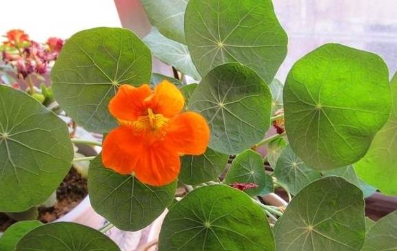 春天的阳台养一盆它,叶子和花观赏性都不错,圆圆的叶子萌萌哒7