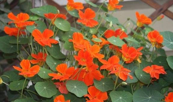 春天的阳台养一盆它,叶子和花观赏性都不错,圆圆的叶子萌萌哒8