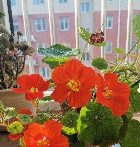 春天的阳台养一盆它,叶子和花观赏性都不错,圆圆的叶子萌萌哒9