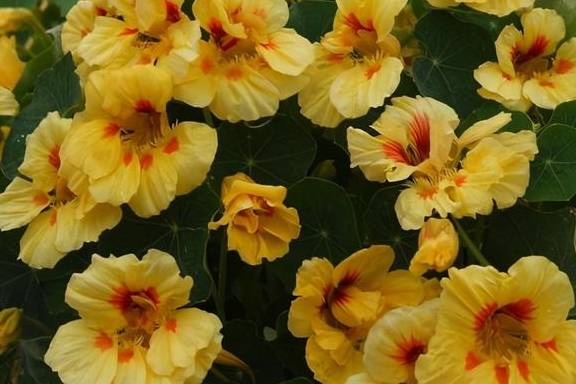 春天的阳台养一盆它,叶子和花观赏性都不错,圆圆的叶子萌萌哒10