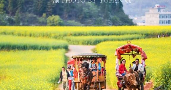 重庆小伙不远千里到罗平赏油菜花,既震撼也遗憾,明年还想再来3