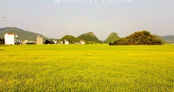 重庆小伙不远千里到罗平赏油菜花,既震撼也遗憾,明年还想再来4