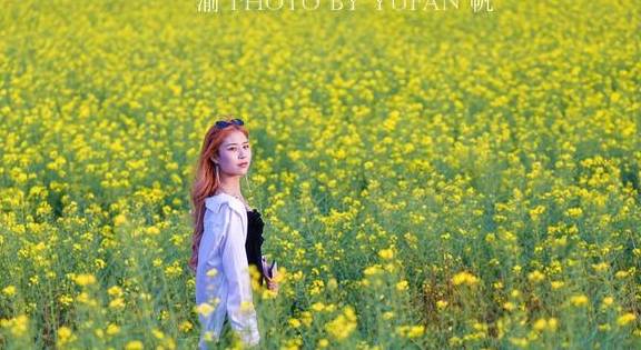 重庆小伙不远千里到罗平赏油菜花,既震撼也遗憾,明年还想再来6