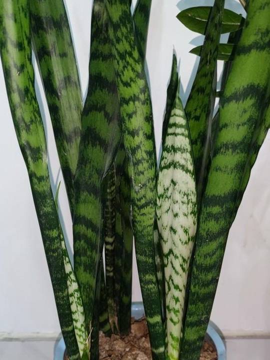 虎皮兰长的旺,关键在这几点1