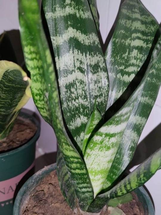 虎皮兰长的旺,关键在这几点4