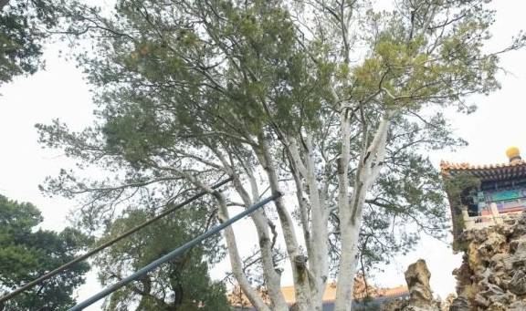 故宫御花园御景亭白皮松和承光门古柏2