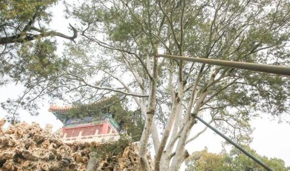 故宫御花园御景亭白皮松和承光门古柏3