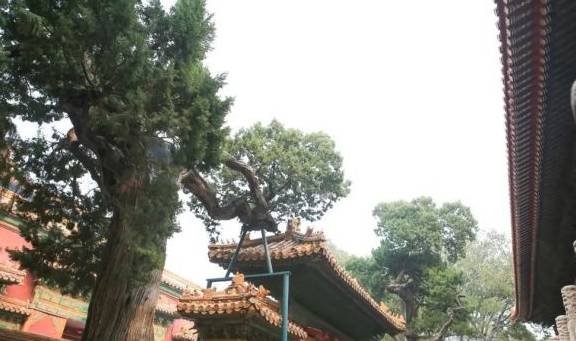 故宫御花园御景亭白皮松和承光门古柏4