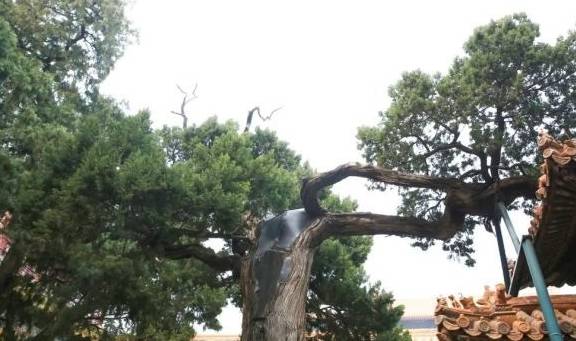 故宫御花园御景亭白皮松和承光门古柏5