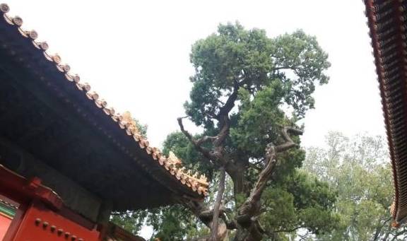 故宫御花园御景亭白皮松和承光门古柏6