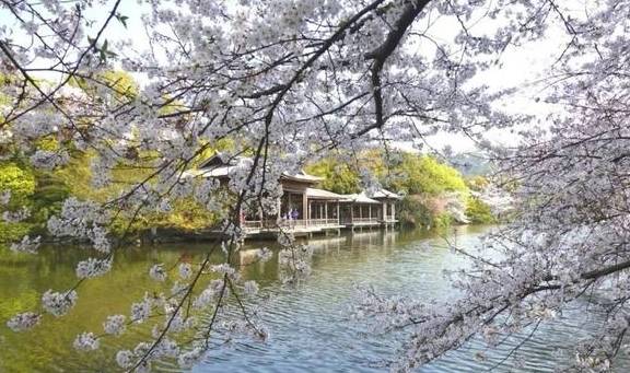 预算1000以内去杭州看樱花,但我想住在西湖边,求解4