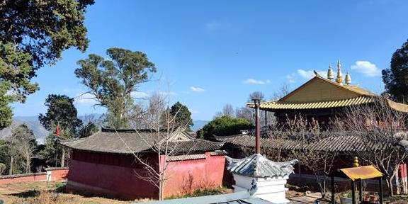 先有树再有寺 普济寺310年樱花绽放 三多节引领丽江春天6