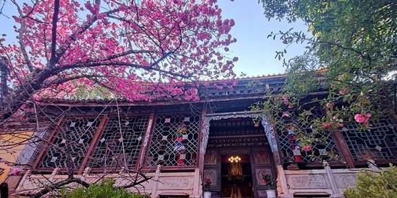 先有树再有寺 普济寺310年樱花绽放 三多节引领丽江春天13