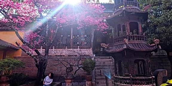 先有树再有寺 普济寺310年樱花绽放 三多节引领丽江春天14
