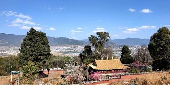 先有树再有寺 普济寺310年樱花绽放 三多节引领丽江春天7