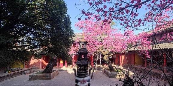 先有树再有寺 普济寺310年樱花绽放 三多节引领丽江春天9