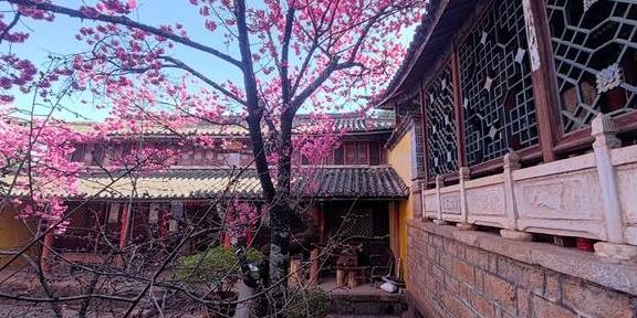 先有树再有寺 普济寺310年樱花绽放 三多节引领丽江春天10