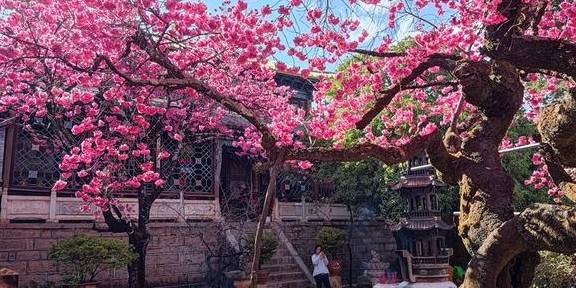先有树再有寺 普济寺310年樱花绽放 三多节引领丽江春天30