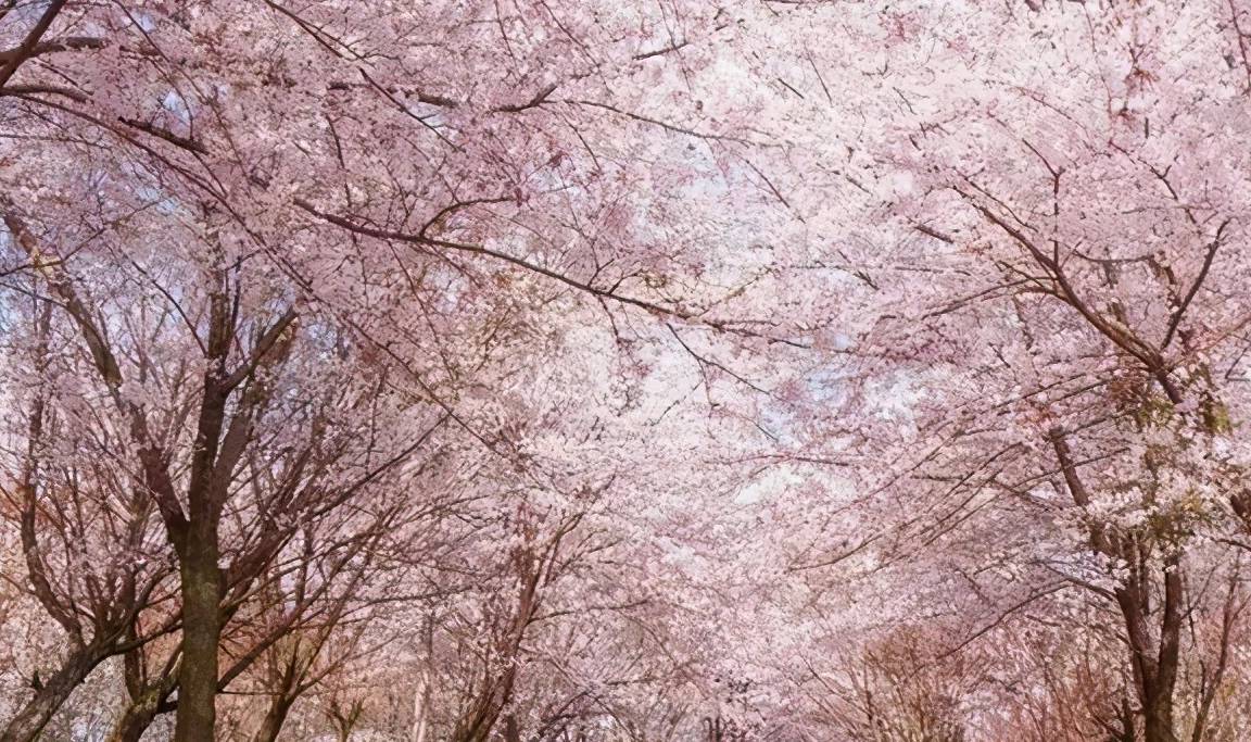 贵州一“赏花胜地”火了,占地1.3万亩为世界最大,吸引众多游客2