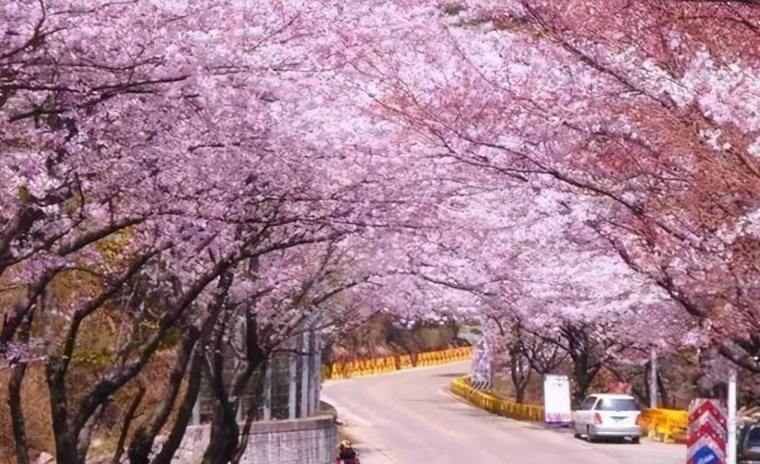 贵州一“赏花胜地”火了,占地1.3万亩为世界最大,吸引众多游客3