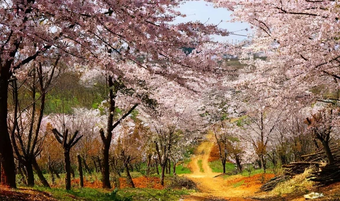 贵州一“赏花胜地”火了,占地1.3万亩为世界最大,吸引众多游客4