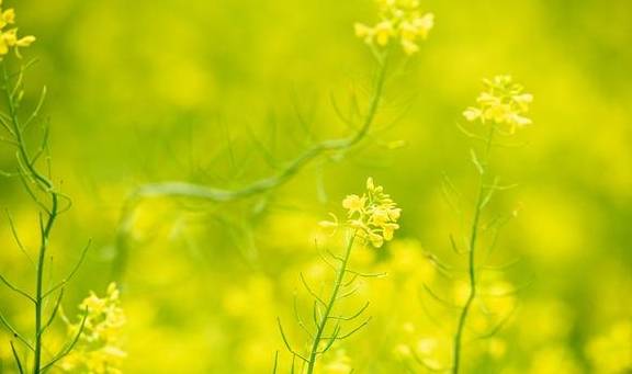 春天不只有油菜花,还有葱花,广西这个镇8万亩葱花开了1