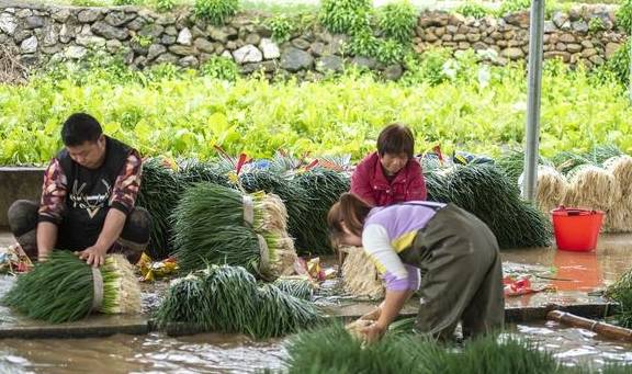 贵州一“赏花胜地”火了,占地1.3万亩为世界最大,吸引众多游客5
