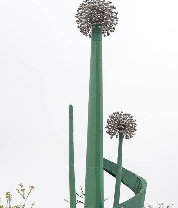 春天不只有油菜花,还有葱花,广西这个镇8万亩葱花开了6