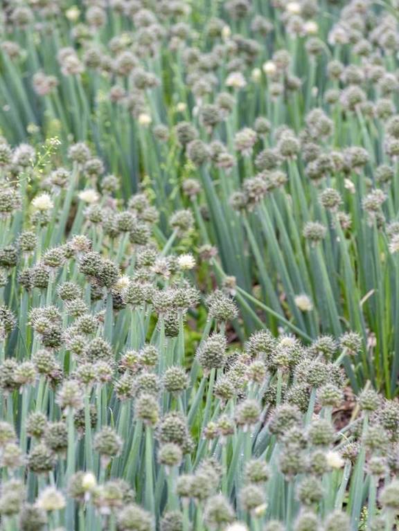 春天不只有油菜花,还有葱花,广西这个镇8万亩葱花开了11