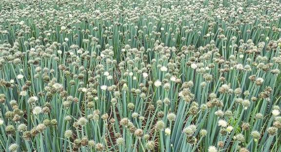 春天不只有油菜花,还有葱花,广西这个镇8万亩葱花开了13