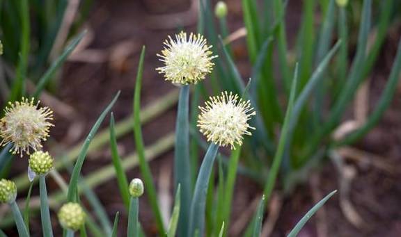春天不只有油菜花,还有葱花,广西这个镇8万亩葱花开了14
