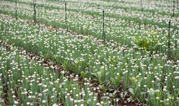 春天不只有油菜花,还有葱花,广西这个镇8万亩葱花开了7