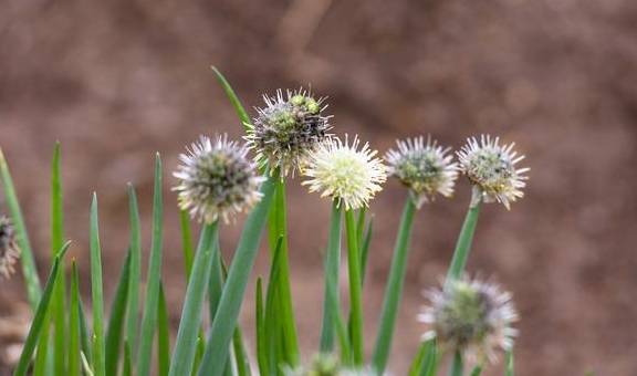 春天不只有油菜花,还有葱花,广西这个镇8万亩葱花开了8