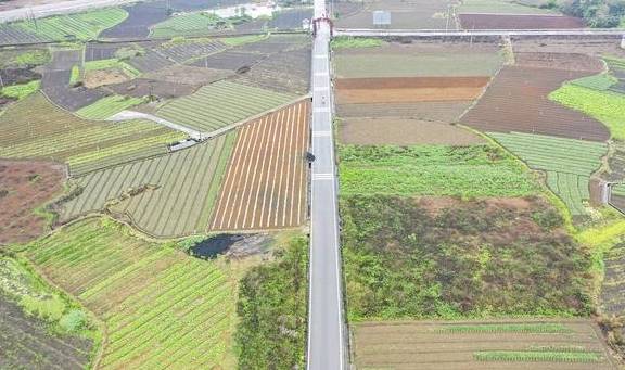 春天不只有油菜花,还有葱花,广西这个镇8万亩葱花开了9