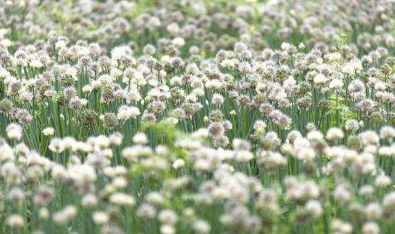 春天不只有油菜花,还有葱花,广西这个镇8万亩葱花开了10