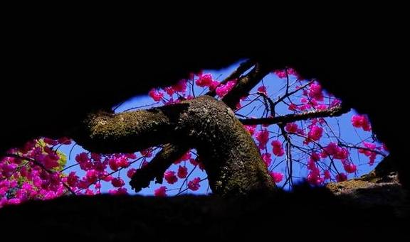 泰禾债务警报解除前,黄其森被带走了1