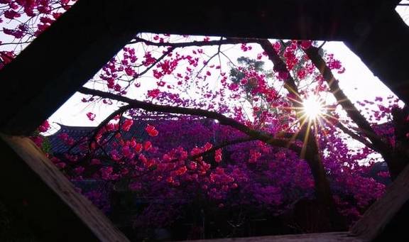 泰禾债务警报解除前,黄其森被带走了2